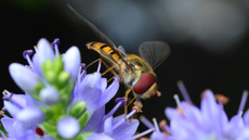 Garten-Schwebfliege (5).jpg